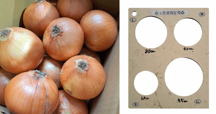 淡路島と北海道で大きさが違う?! 「玉ねぎ Lサイズ」の真相 – 仲田青果
